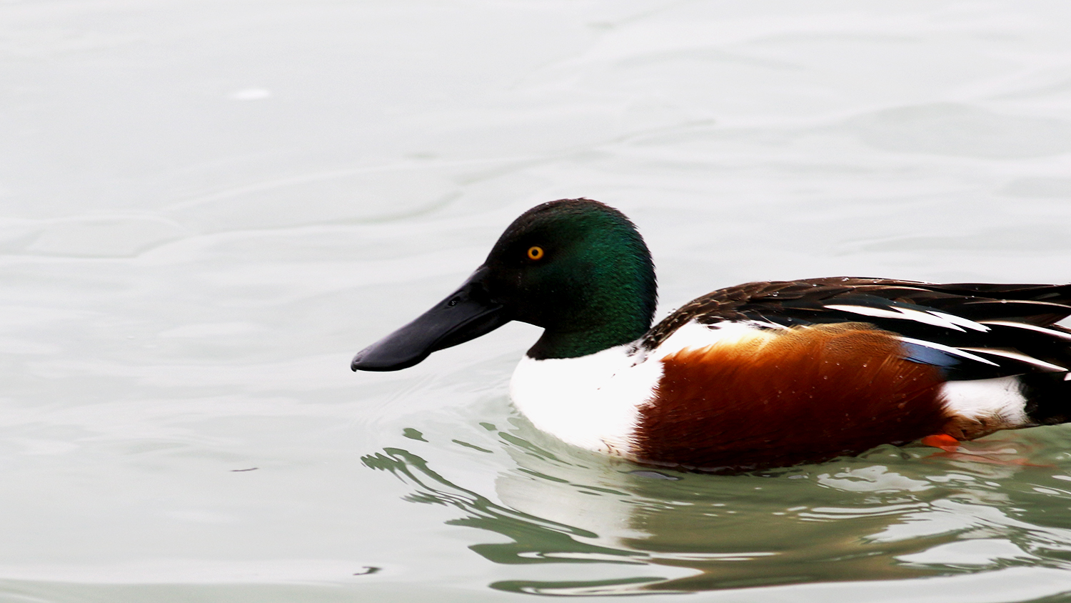 Northern Shoveler